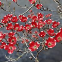 Flowers and Leaves