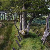 The trees, not the forest